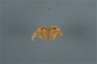 藏品(平背蜞)的圖片